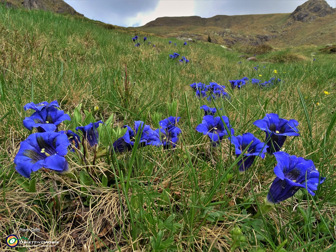 18 Gentiana acaulis (Genziana di Koch) .JPG